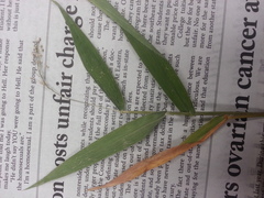 Dichanthelium polyanthes