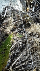 Chorthippus binotatus