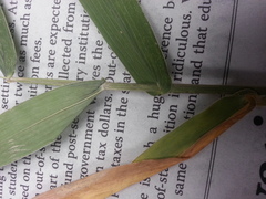 Dichanthelium polyanthes