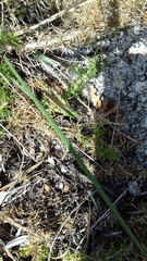 Chorthippus binotatus