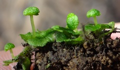 Cryptomitrium tenerum