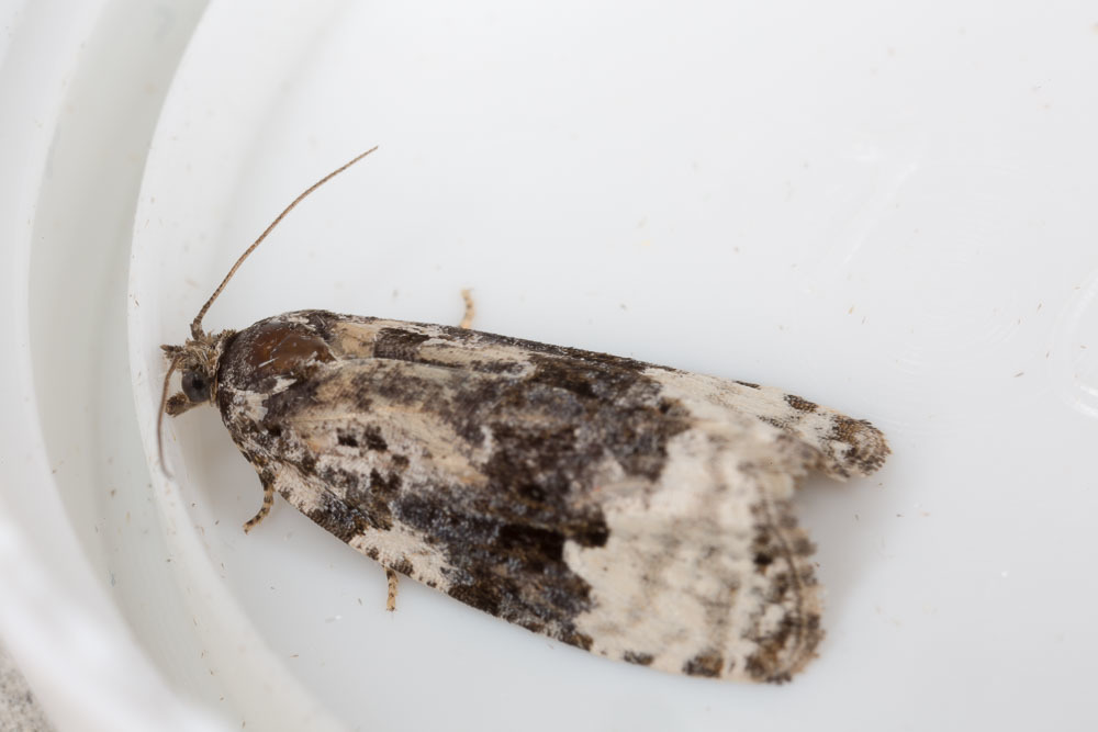 White-shouldered Marble