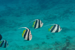 Heniochus diphreutes