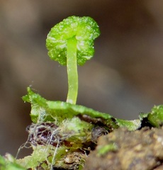 Cryptomitrium tenerum