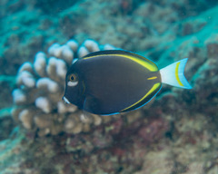 Acanthurus nigricans