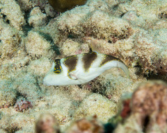 Canthigaster coronata
