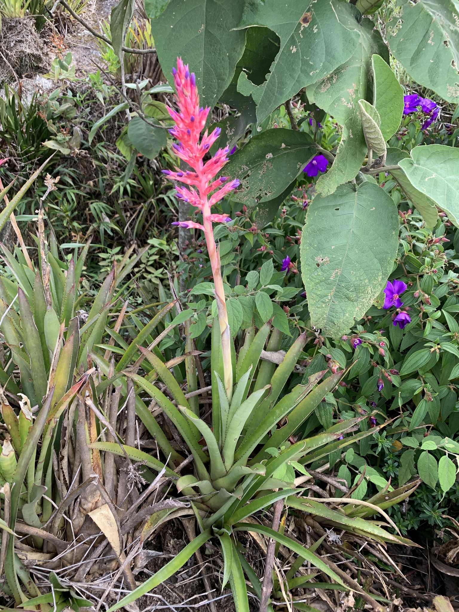 Aechmea distichantha