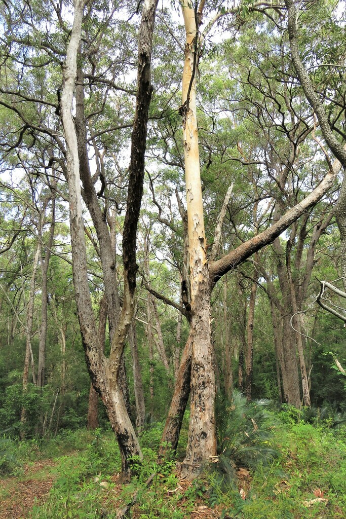 Corymbia gummifera × Corymbia maculata from Wallaga Lake NSW 2546 ...