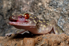 Giant Cave Gecko photo 1