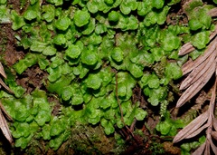 Cryptomitrium tenerum