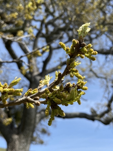 iNaturalist observation photo of valley oak