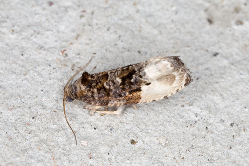 Plum Tortrix, photo 8 of 8