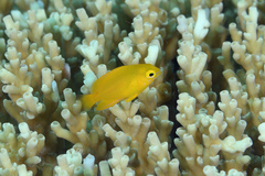 Lemon Damsel photo 2