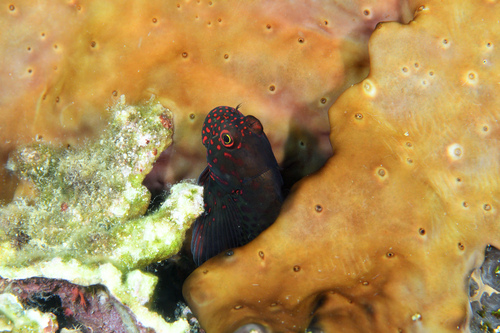 Springers slijmvis (Cirripectes springeri) — Blenniidae — 2