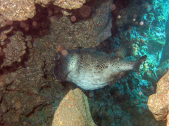 Chilomycterus reticulatus