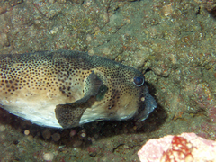 Chilomycterus reticulatus
