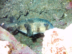 Chilomycterus reticulatus