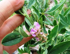 Indigofera cytisoides