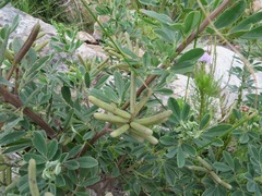 Indigofera cytisoides