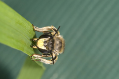Anthidium maculosum