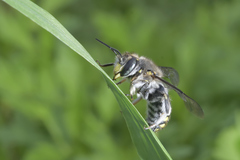 Anthidium maculosum