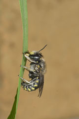 Anthidium maculosum