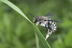 Anthidium maculosum