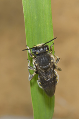 Anthidium maculosum