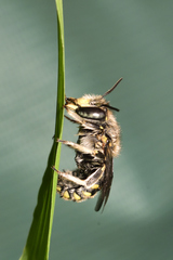 Anthidium maculosum