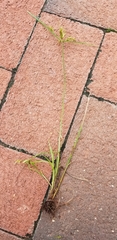 Cyperus microiria