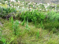 Cliffortia phillipsii