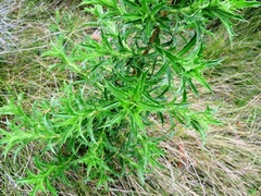 Cliffortia phillipsii