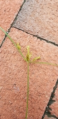 Cyperus microiria