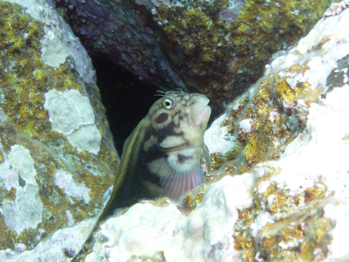 East Atlantic Redlip Blenny