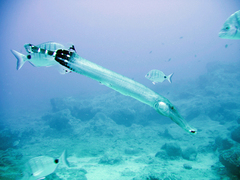 Aulostomus strigosus