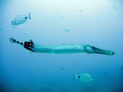 Aulostomus strigosus