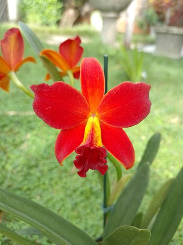 X Cattlianthe