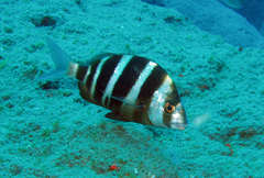 Diplodus cervinus
