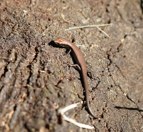 Southern Forest Coolskink