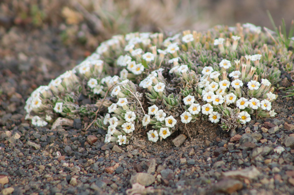 Benthamiella longifolia (Benthamiella longifolia)