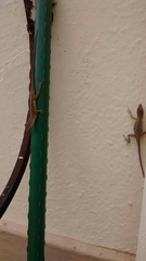 Anolis sagrei