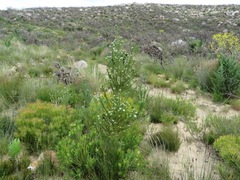 Aspalathus cephalotes cephalotes