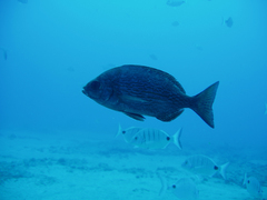 Spondyliosoma cantharus