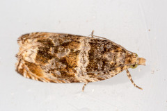 Celypha flavipalpana
