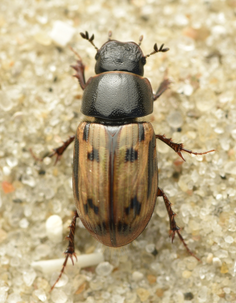 Chilothorax distinctus