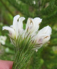 Aspalathus cephalotes cephalotes