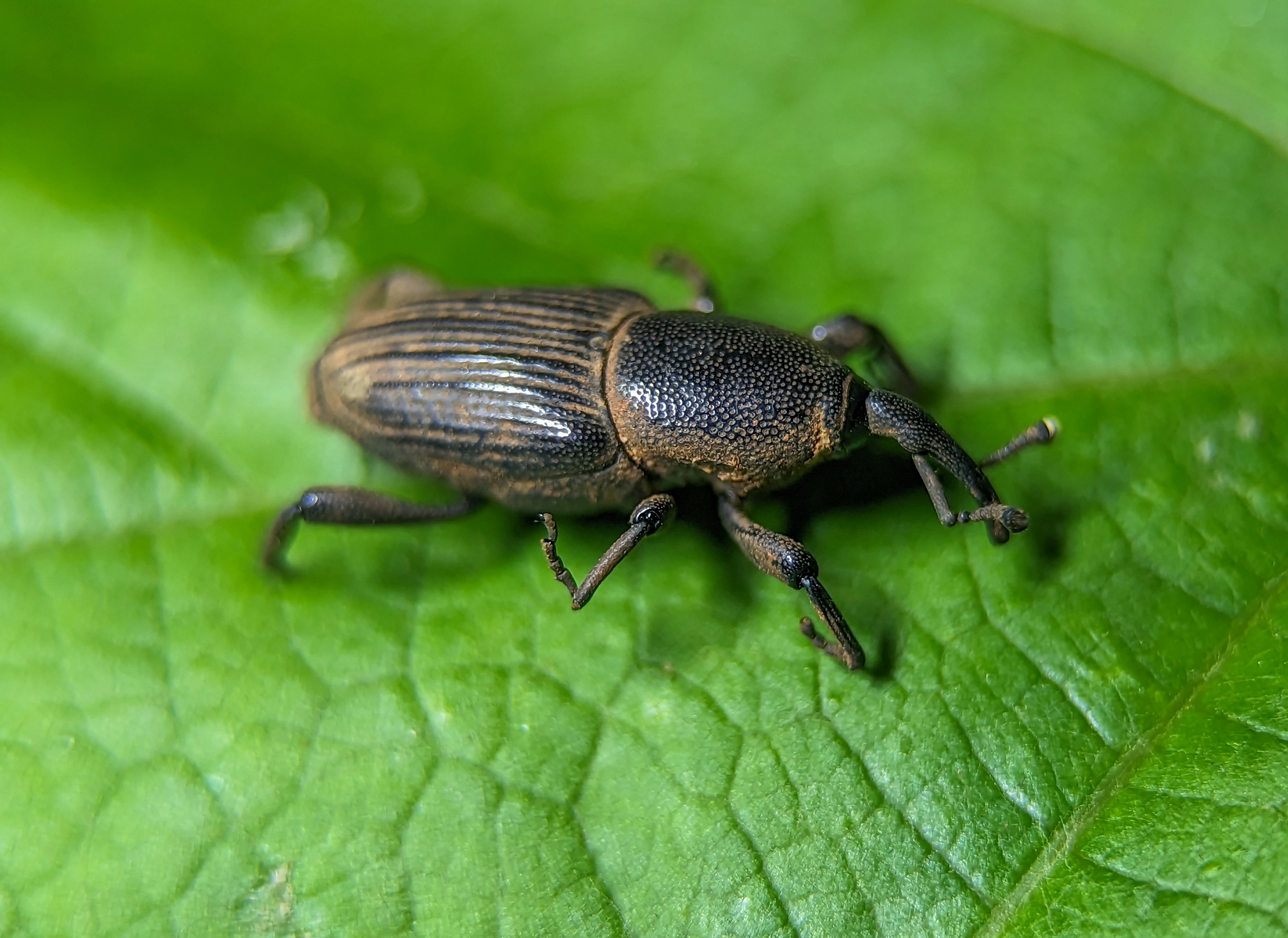 Cosmopolites sordidus (E.F.Germar, 1823)