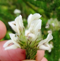Aspalathus cephalotes cephalotes