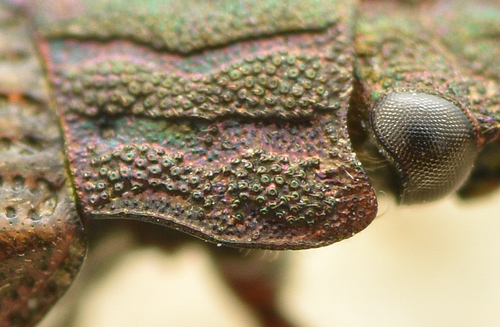 Helophorus