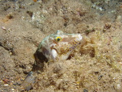 Canthigaster capistrata